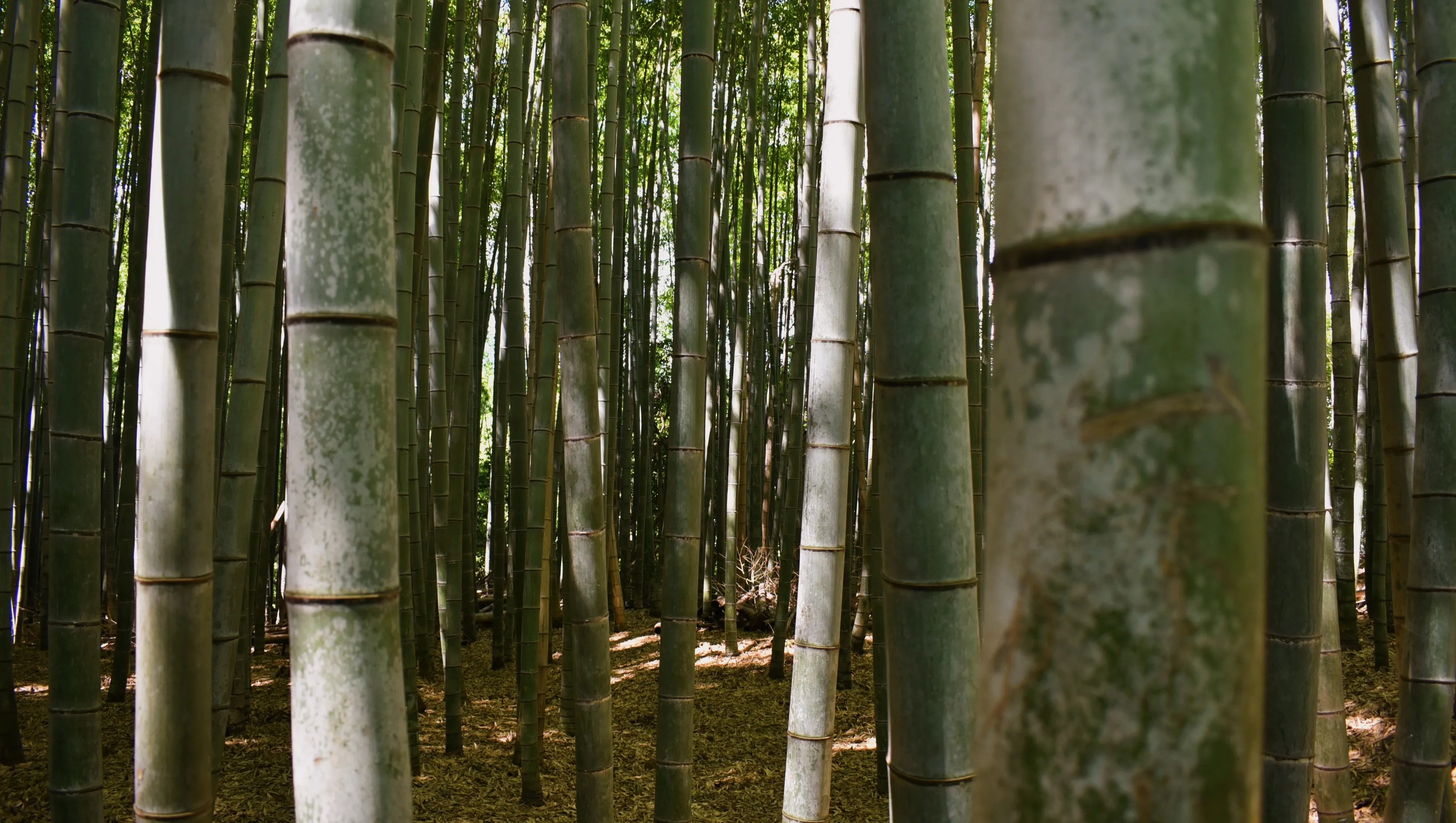 Bamboo
