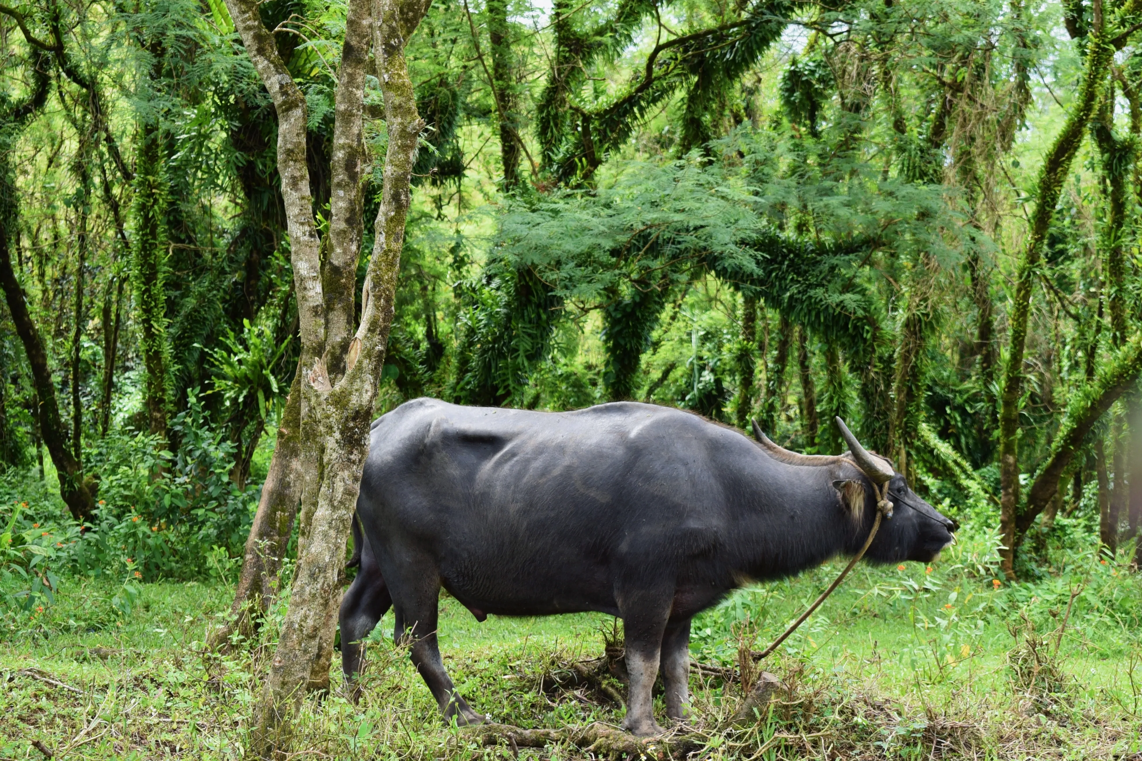 Carabao
