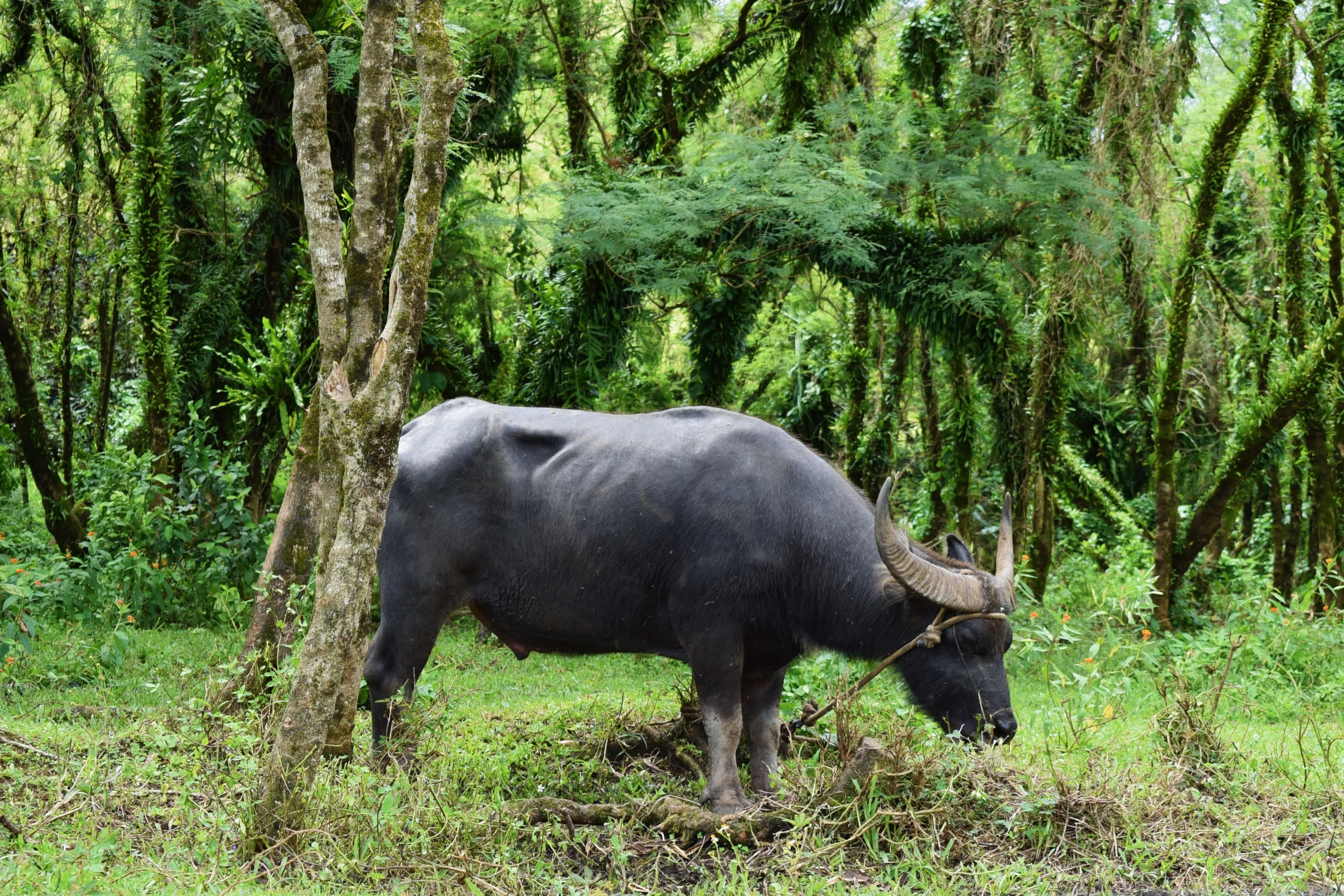 Carabao